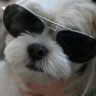 Party_Mutt