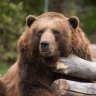Sleepy Bear