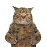 lacy cat