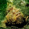 Frog Fish Enjoyer