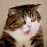 Meowfia