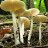 whiteshrooms