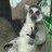 Lemur
