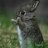 ℒℴ√ℯ | Fluffy Bunny
