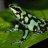 frogs2345
