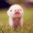 Sneaky Piglet