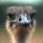 AGGRESSIVE OSTRICH