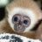 Pekeponzer