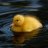 DUCKIE