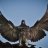 The Ur Pigeon
