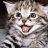 Kitten™