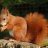 Red_Squirrel11