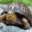 TalontheTurtle