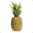 MuhammadPineapples