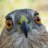 Hawkward