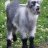 Goatlet