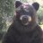 Bear5066