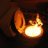 Flaming Taco Shits