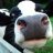 ¬°Moo!