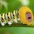 CommunistLemon