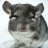 DatChinchilla