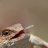 Mentally Retarded Iguana