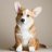 Corgo