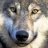 TehSofaWolf