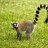 MakiTheLemur