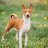 Bamboozle_Basenji