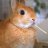 AWabbit