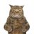 lacy cat