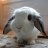Cuddle Bunny