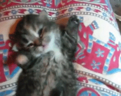 tumblr_nmysxjzXKb1snyhk8o10_250.gif