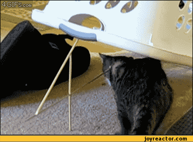 gif-cats-trap-227282.gif