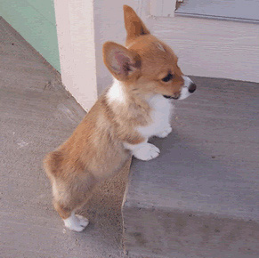cute-corgi-puppy1.jpg