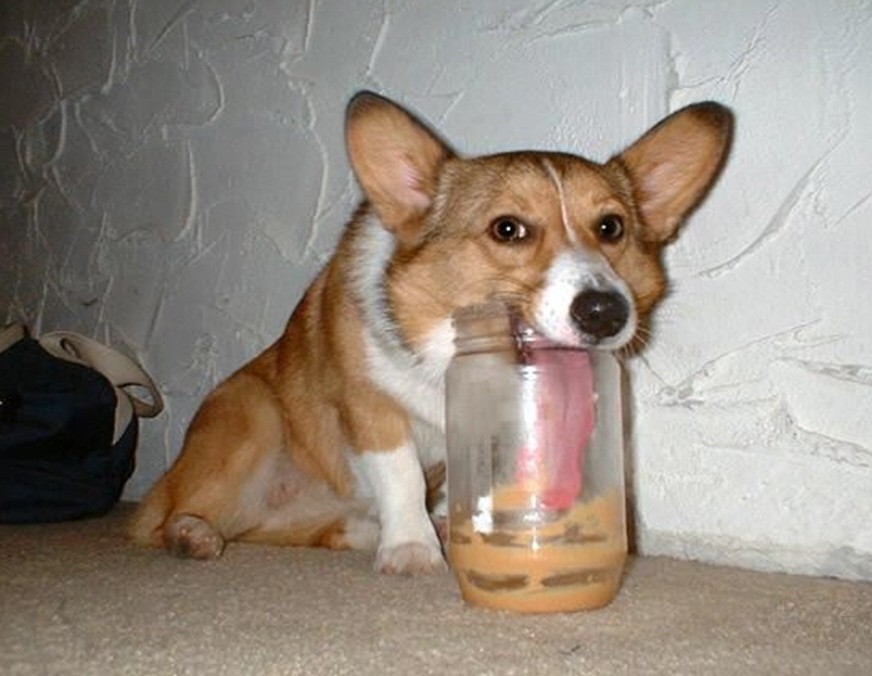 corgi%2Bgoloso.jpg