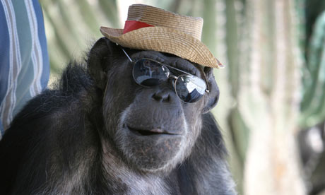 funny+chimp9.jpg