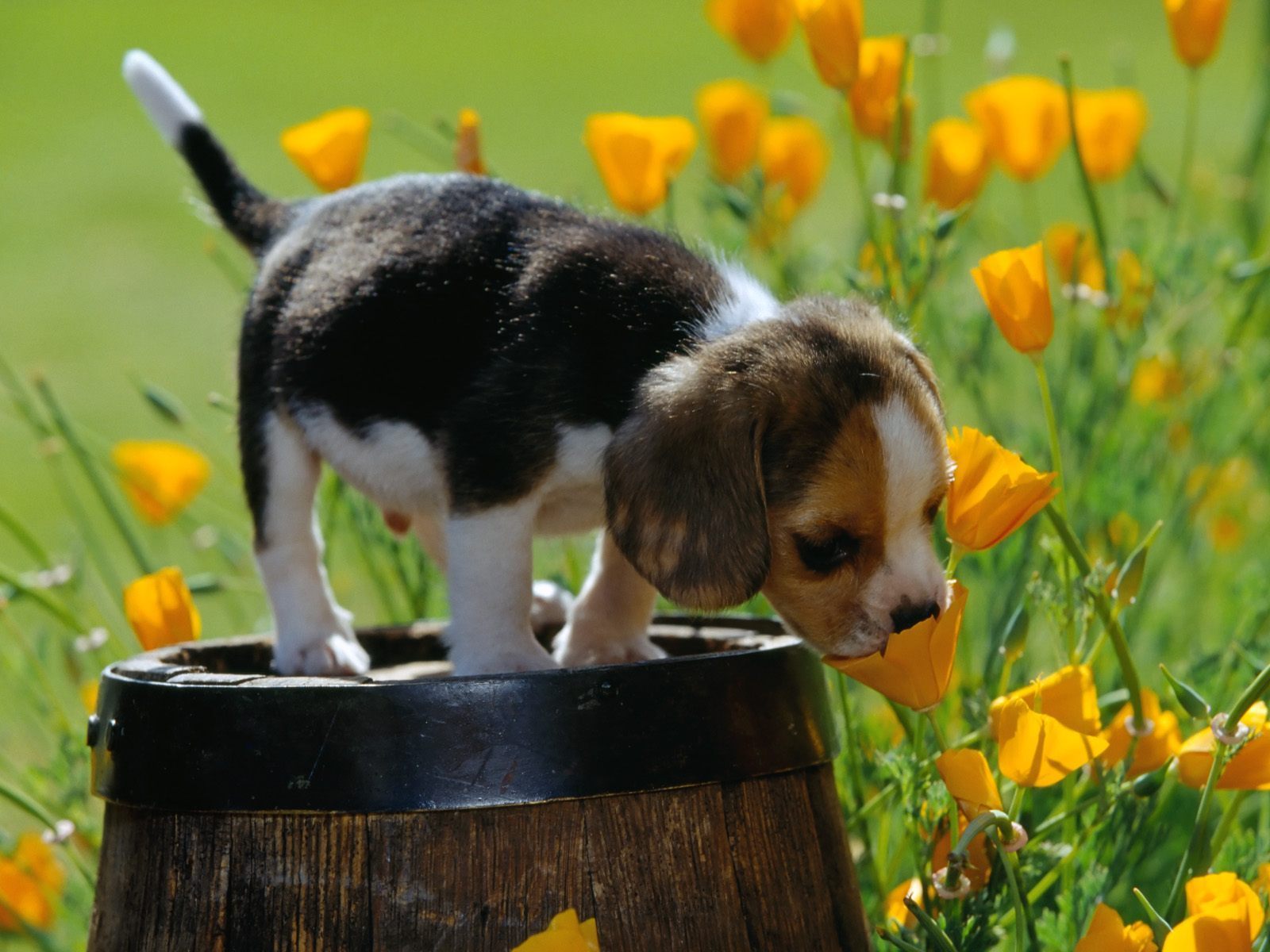 Cute-beagles-puppies-14748895-1600-1200.jpg