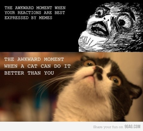 cat-cat-meme-comic-funny-lololol-memes-Favim.com-303212.jpg
