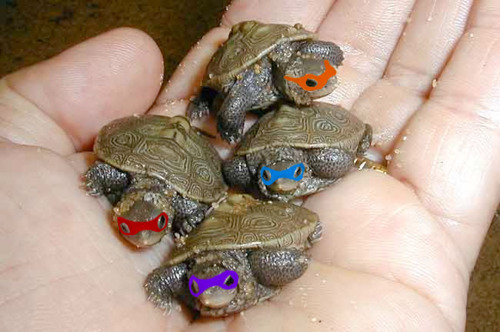 turtles.jpg