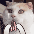 tumblr_n4hqh8YdQS1spaqpio6_250.gif