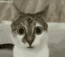 cat-cat-funny.gif