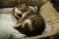 tumblr_lzt306qbmb1r7r30ho1_250.gif