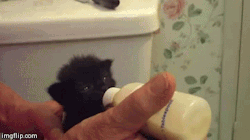tumblr_n1kyygjE5I1r7emyeo1_250.gif