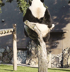 tumblr_mjvsbs2YgF1s5ovhio4_250.gif