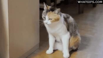 funny-gifs-cat-fail.gif
