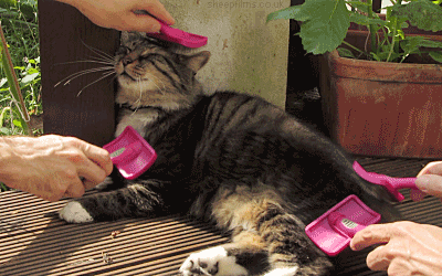 tumblr_mxd61gzzqD1t0i1e4o1_400.gif