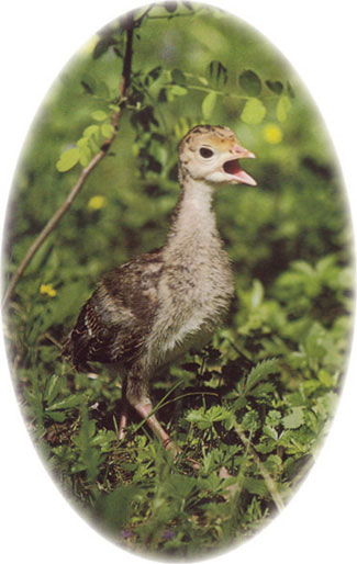 turkey-calls-mother-oval.jpg