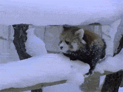 tumblr_mwlvk7idM41re9e0no1_250.gif